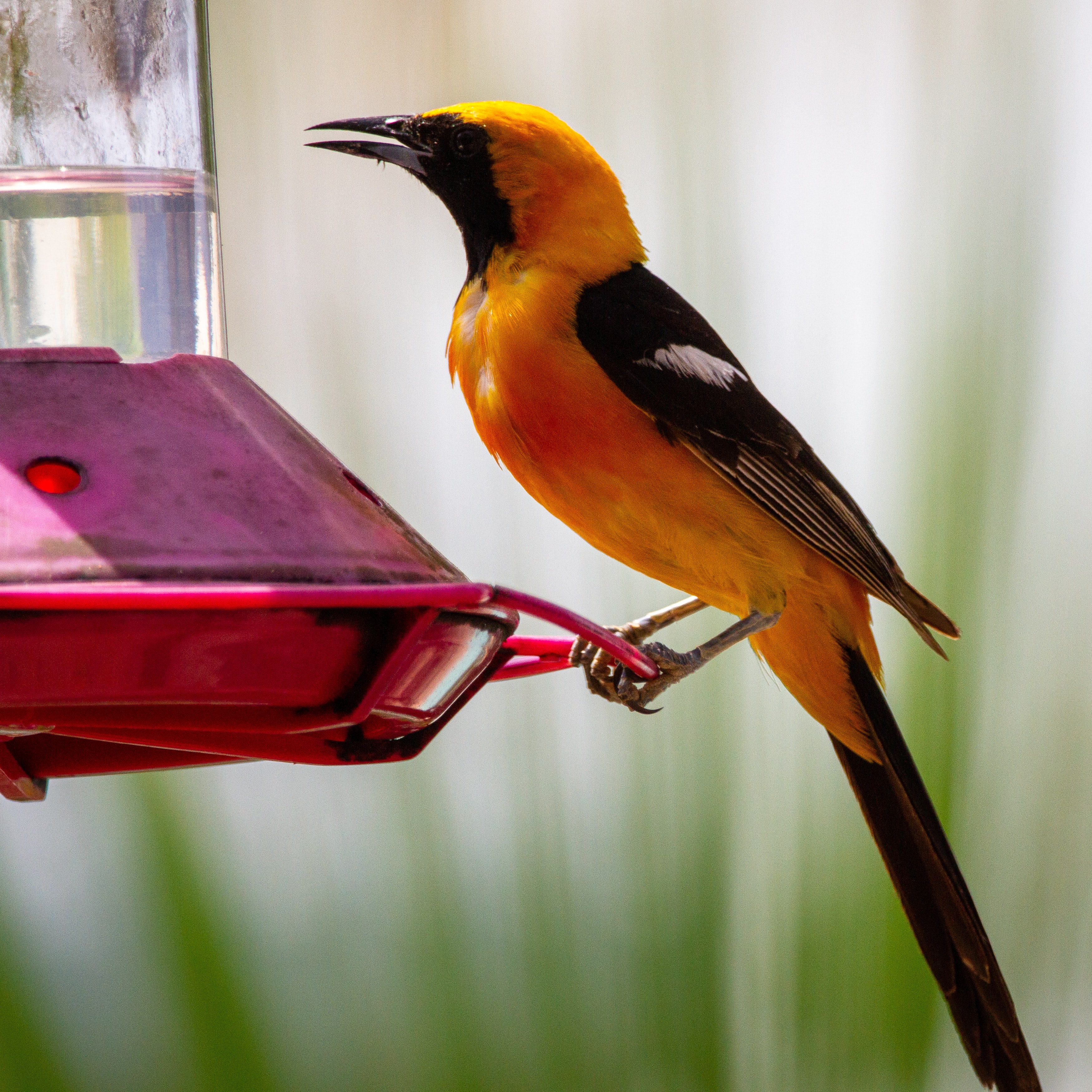 oriole